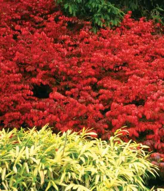 Burning Bush 'Fire Ball'