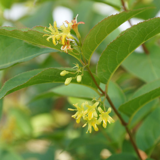 Honeysuckle, "Northern Bush"