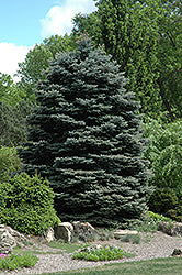 Spruce, Blue 'Fat Albert'