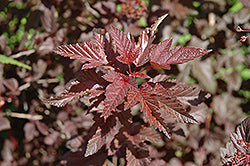 Ninebark Tree Form 'Lady in Red'