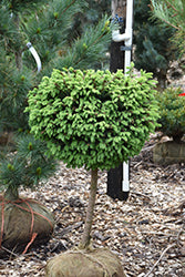Spruce Tree Form 'Little Gem'