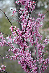 Eastern Redbud 'Forest Pansy'
