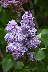 Lilac 'President Grevy'