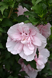 Rose of Sharon Tree Form 'Pink Chiffon' PW 7G
