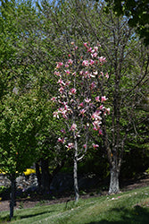 Magnolia Tree 'Daybreak'