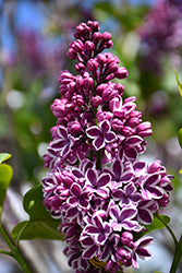 Lilac 'Sensation'