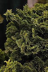 Dwarf Hinoki Falsecypress 'Nana Gracilis' Tree Form