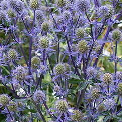 Sea Holly 'Blue Glitter'