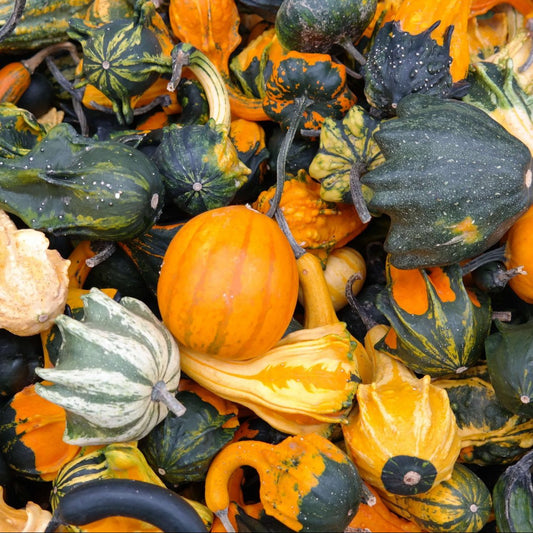 GOURDS ORNAMENTAL MIX SEED