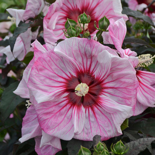 Hibiscus 'Cherry Choco Latte' PW
