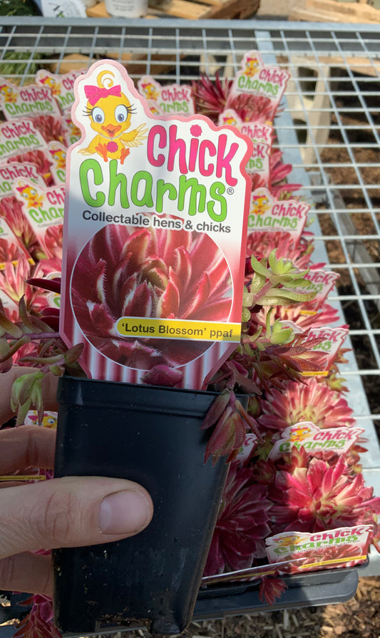 Chick Charms Lotus Blossom