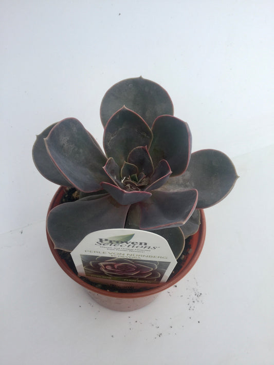 PW - Echerveria - 4.25",  Perle Von Nurnberg