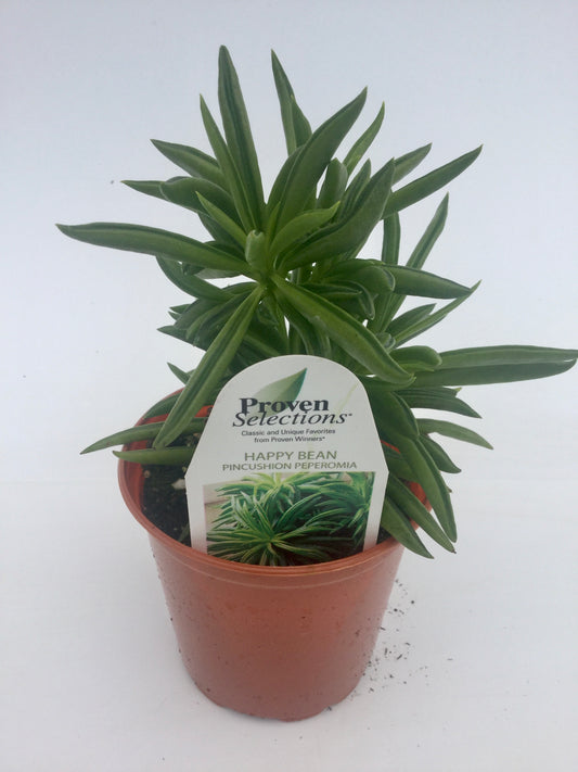 PW - Peperomia- 4.25", Happy Bean