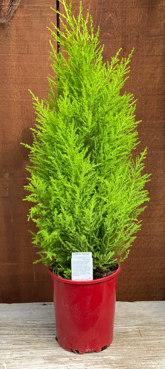 Cypress, Lemon 'Goldcrest'