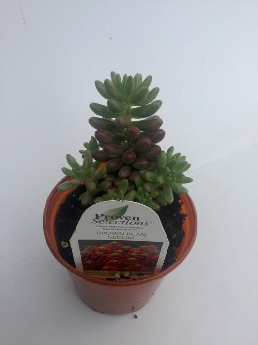 PW - Sedum - 4.25", Brown Bean