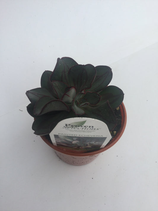 PW - Echeveria - 4.25", Painted