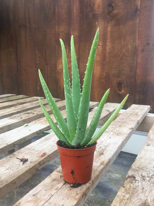 Aloe Vera Plant 3"