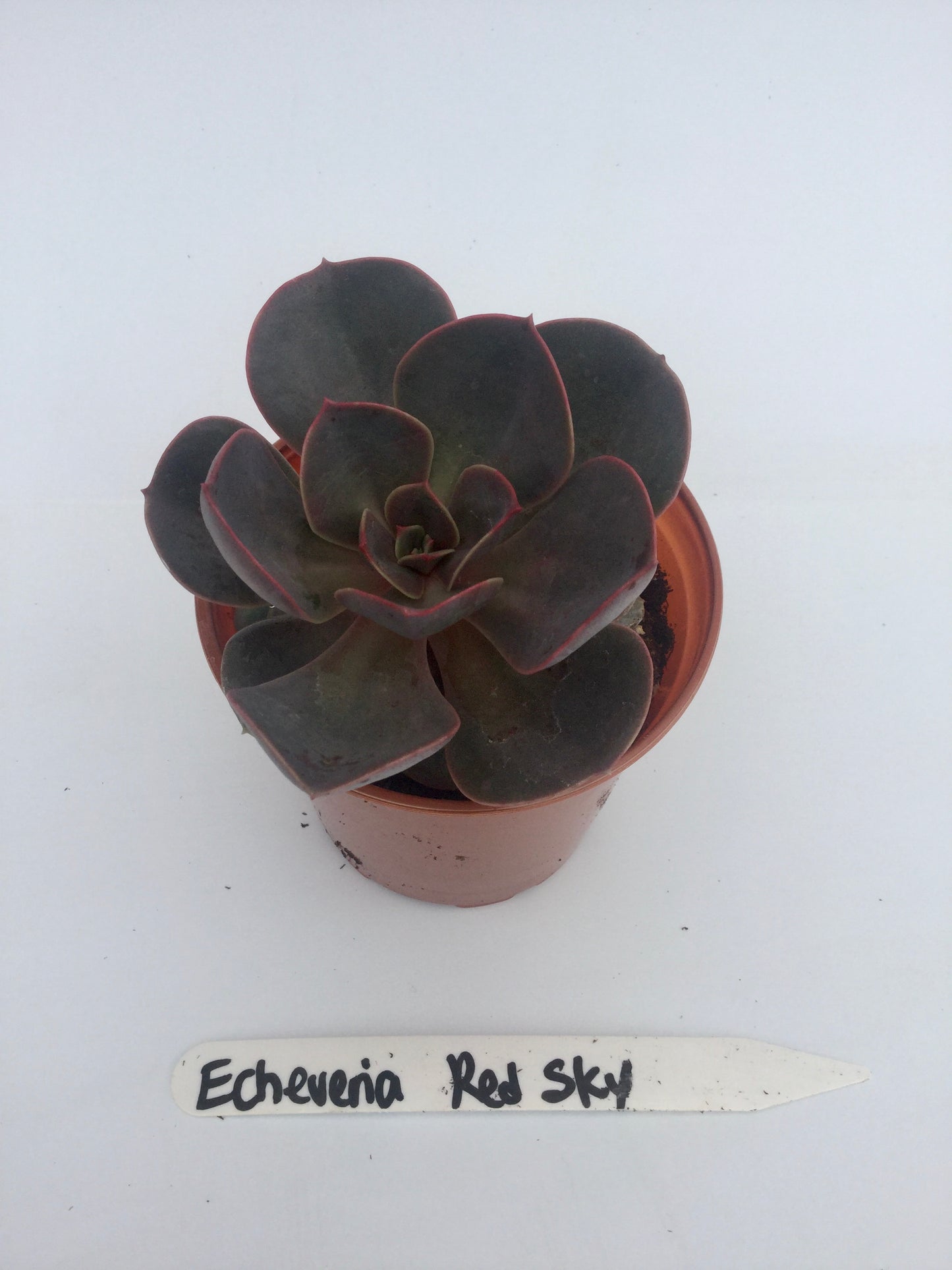 Echeveria Red Sky 3"