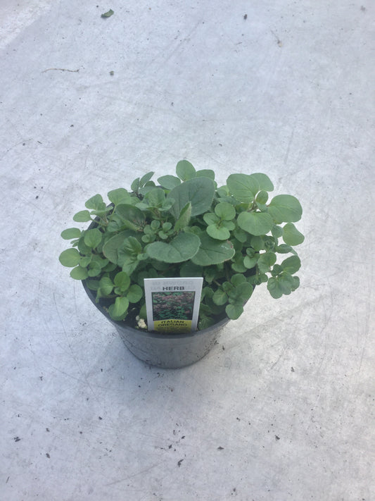 Oregano 'Italian' 4"