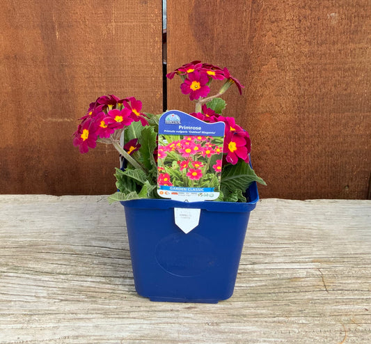 Primrose 'Oakleaf Magenta'