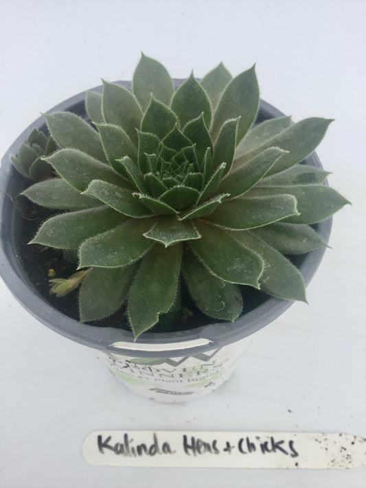 PW - Sempervivium - 4.25", Kalinde