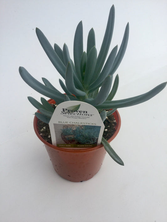PW - Senecio - 4.25", Blue Chalk Sticks