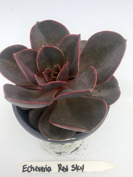 PW - Echeveria - 4.25",  Red Sky