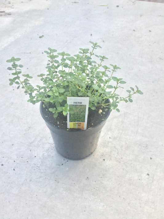 Thyme 'Lemon - Silver Queen' 4"