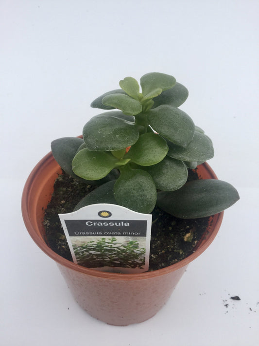 Crassula Ovata Minor 3"