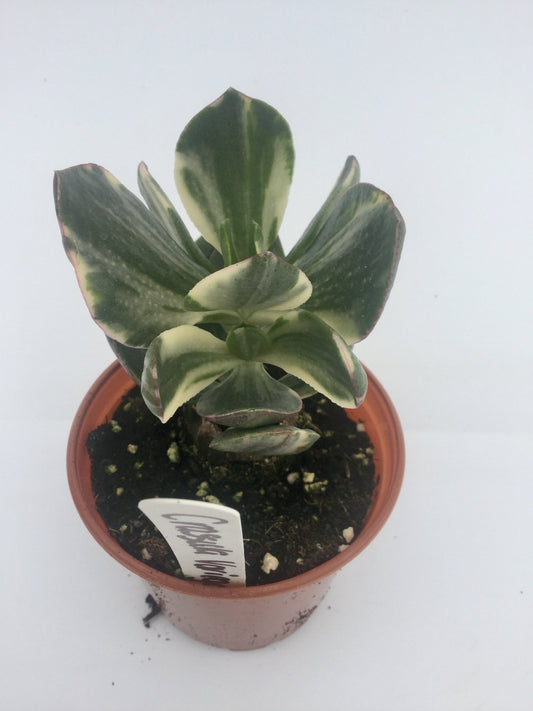 Crassula Campfire Variegated 3"