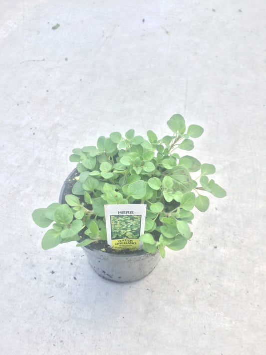 Oregano 'Greek' 4"