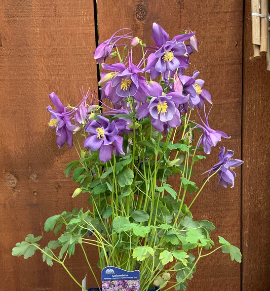 Columbine 'Earlybird Purple Blue'