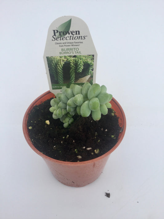 PW - Sedum - 4.25", Burrito Borro's Tail
