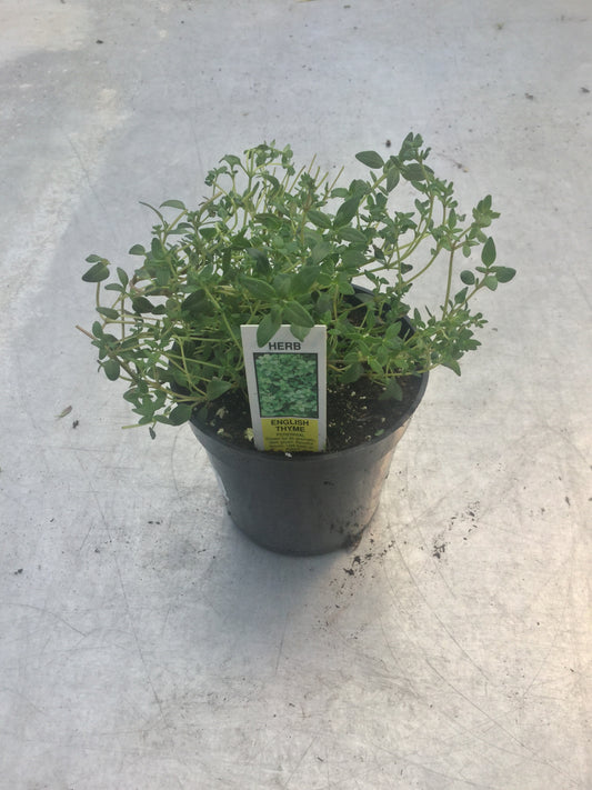 Thyme 'Winter' (English) 4"