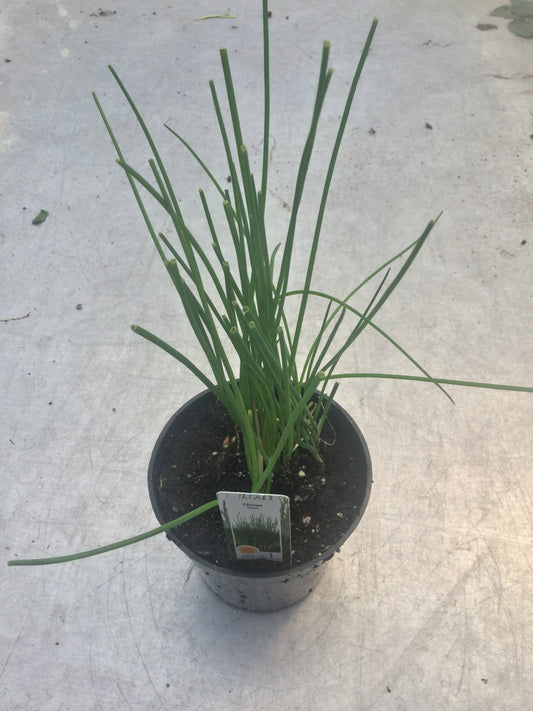 Chives 'Onion' 4"