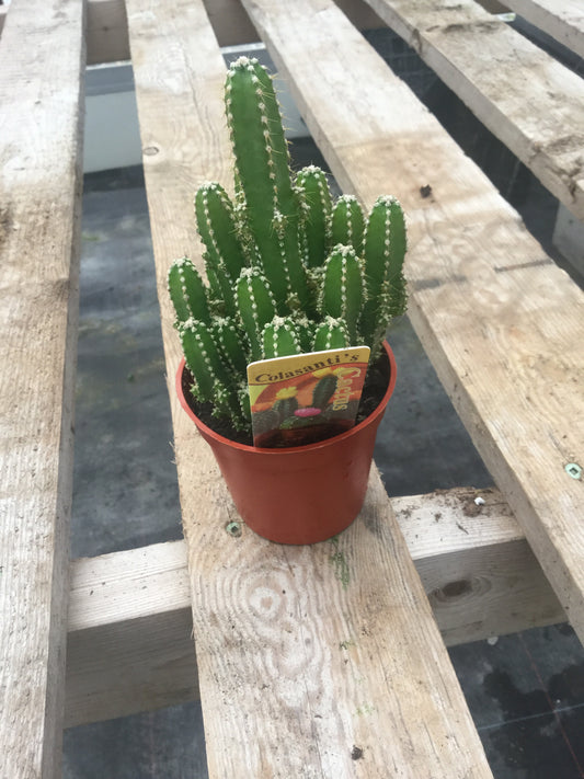 Cactus 'Fairy Castle" 3.25"