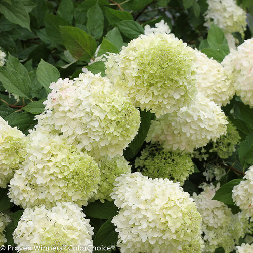 Hydrangea 'Limelight' PW