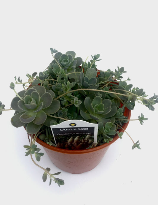 Orostachys  Chinese Dunce Cap 3"