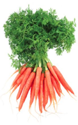 CARROTS BABY FINGER - SEED