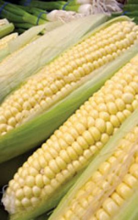 CORN SUNNYVEE -  SEED