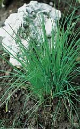 CHIVES SEED