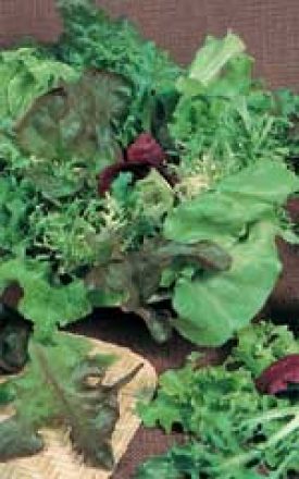 LETTUCE MESCLUN MIX SEED TAPE