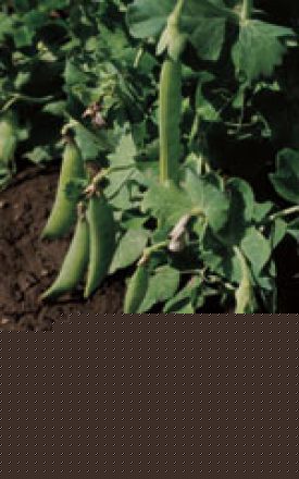 PEAS LITTLE MARVEL- SEED