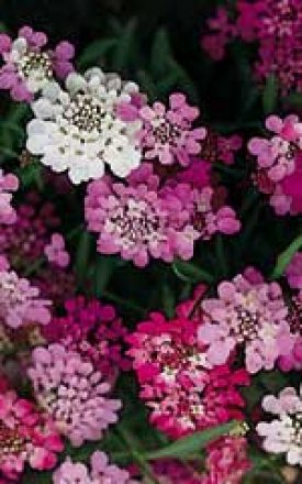 CANDYTUFT FAIRY MIX SEED
