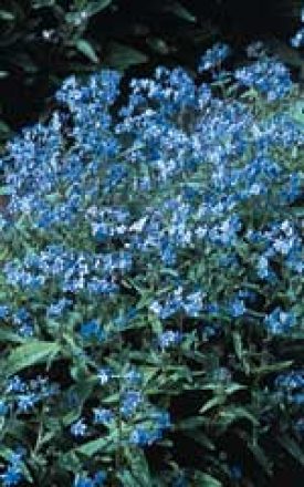 FORGET ME NOT CYNOGLOSSUM SEED