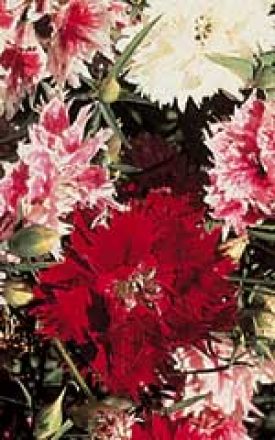 DIANTHUS CHINENSIS DOUBLE SEED