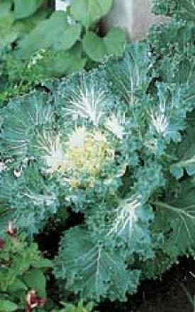 FLOWERING  KALE SEED