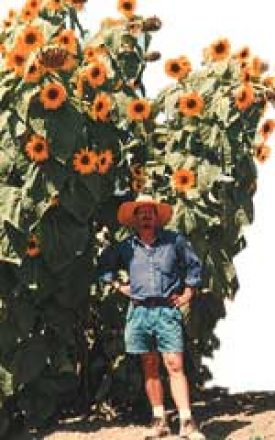 SUNFLOWER KONG - SEED