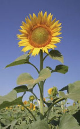 SUNFLOWER MAMMOTH RUSSIAN - SEED