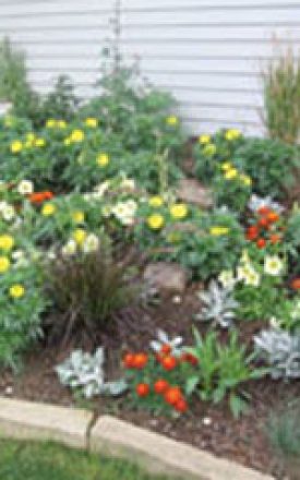 MARIGOLD YELLOW TREASURE SEED